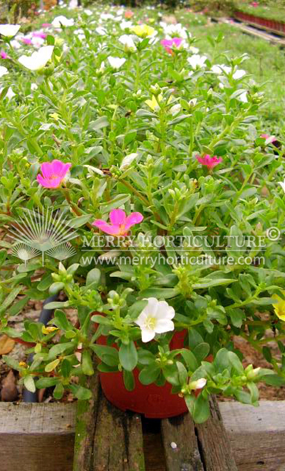 Portulaca mix colour